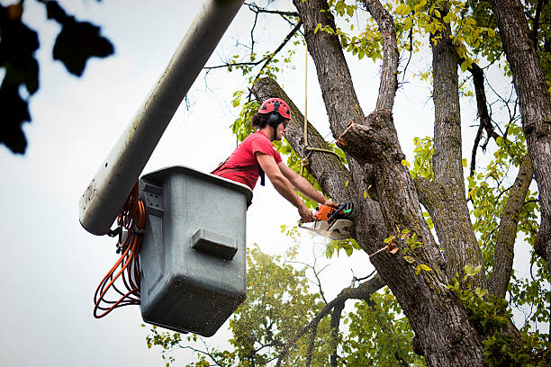 Best Storm Damage Tree Cleanup  in Clark Mills, NY