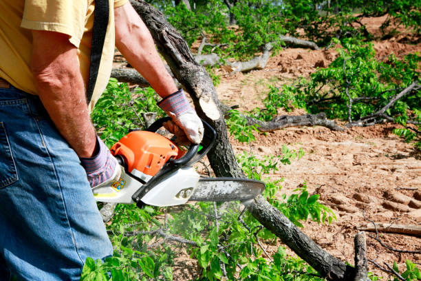 Best Seasonal Cleanup (Spring/Fall)  in Clark Mills, NY